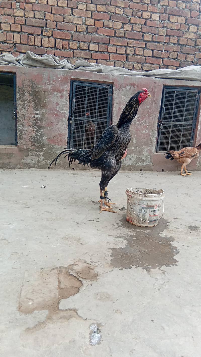 chicks 2