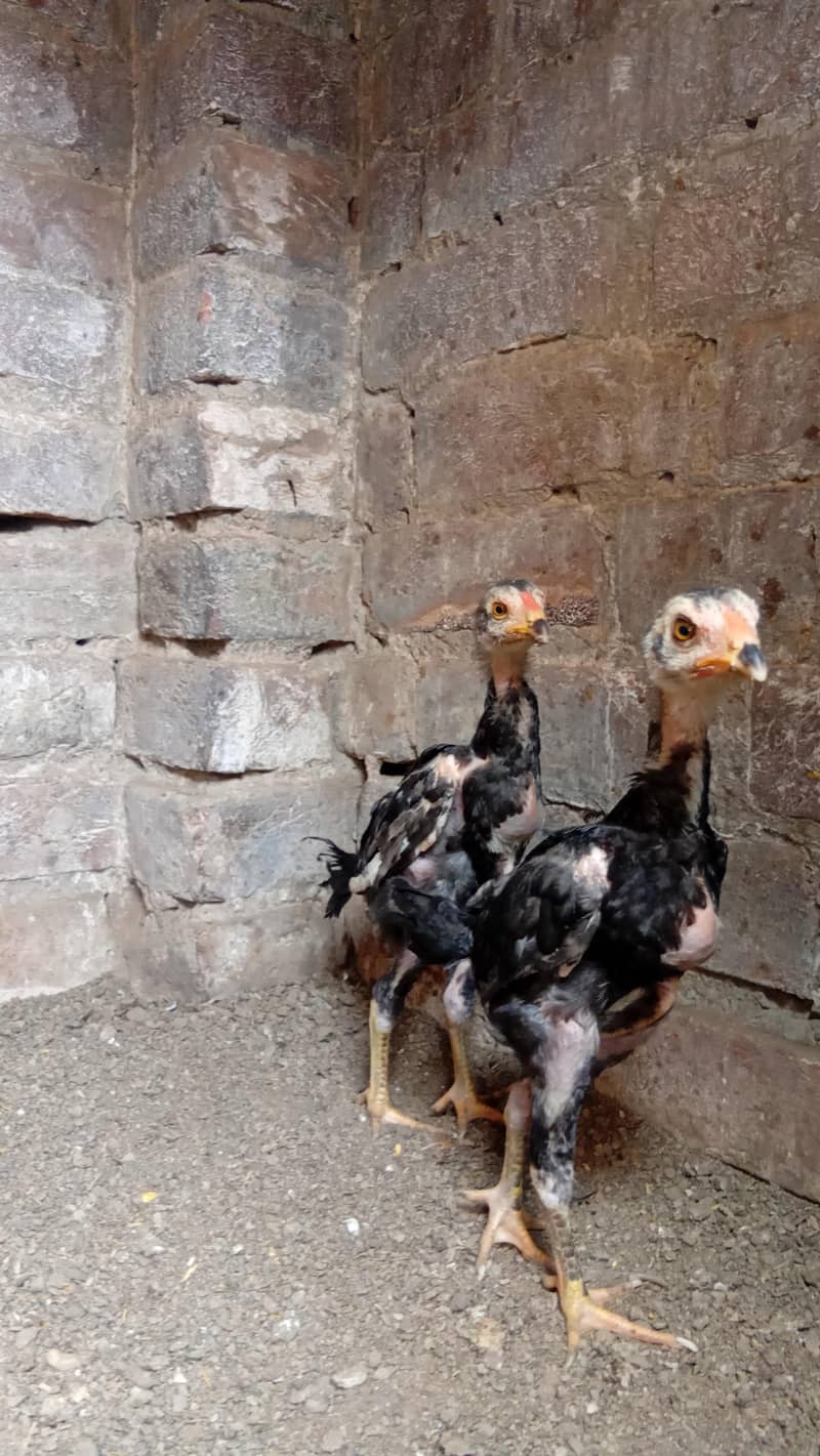 chicks 3