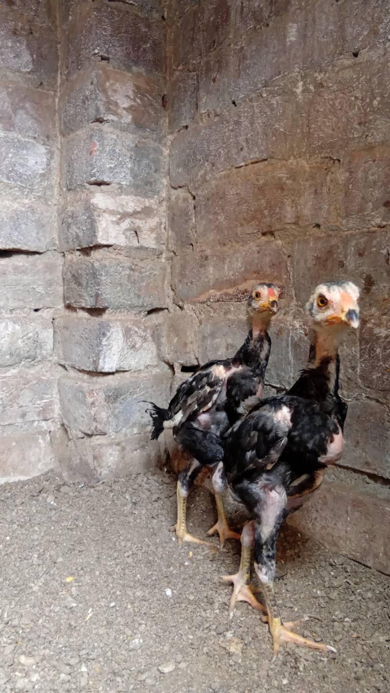 chicks 4