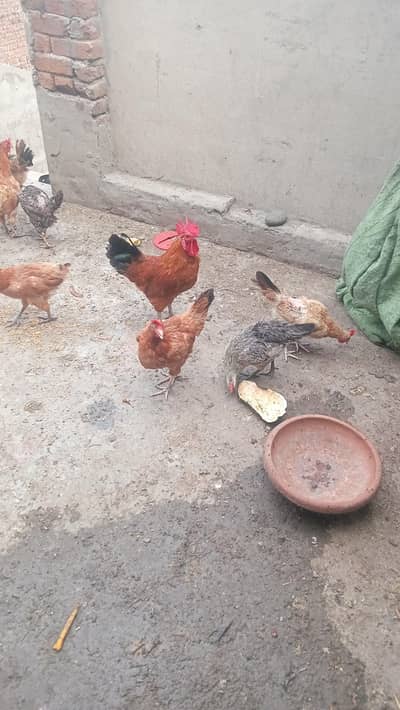hens egg laying