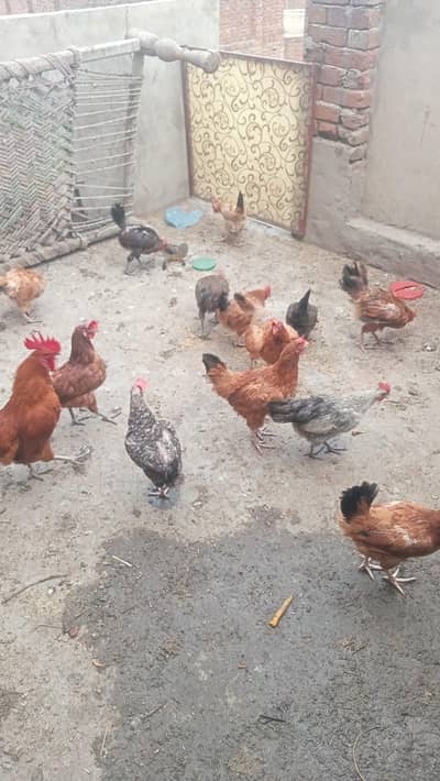 hens egg laying