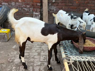 bakra