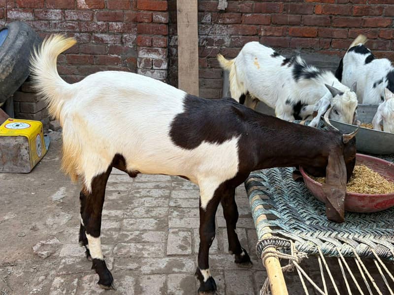 bakra 0