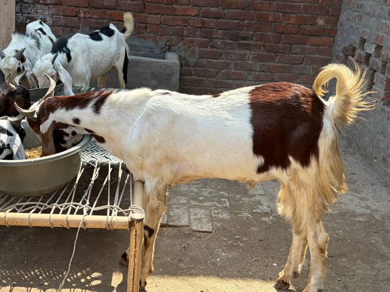 bakra 1