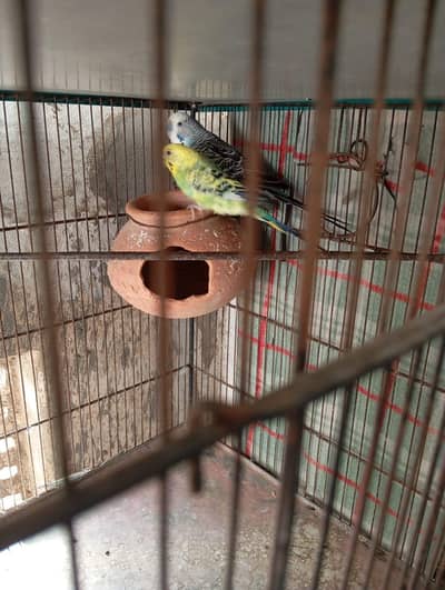 TCB male Budgie female