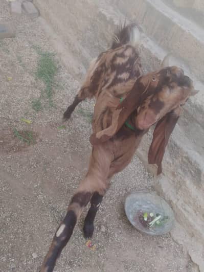 AANDU BAKRA 4 DANT