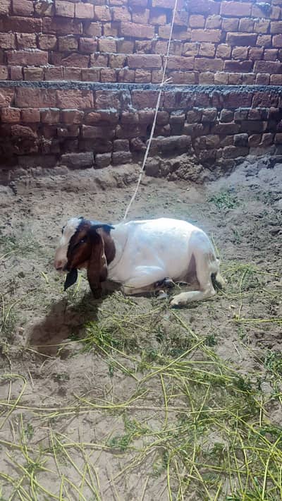 Desi bakry for sale
