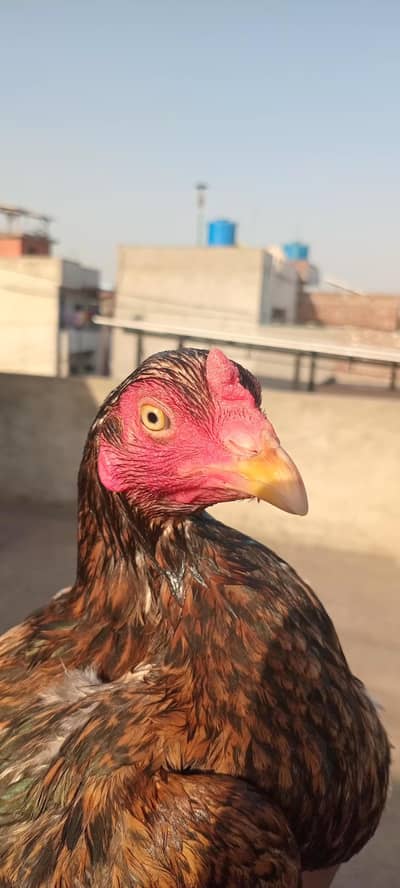 Aseel female / pathi with chicks