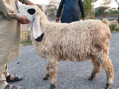 kajla cross chatre