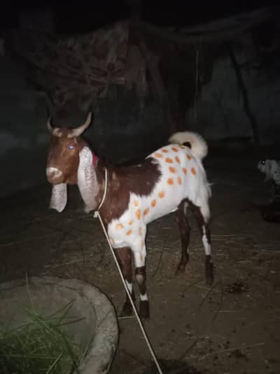 Desi bakra