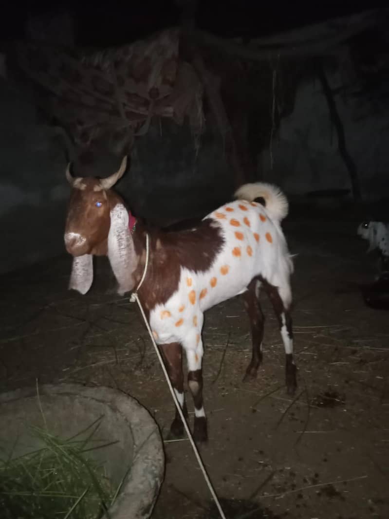 Desi bakra 0