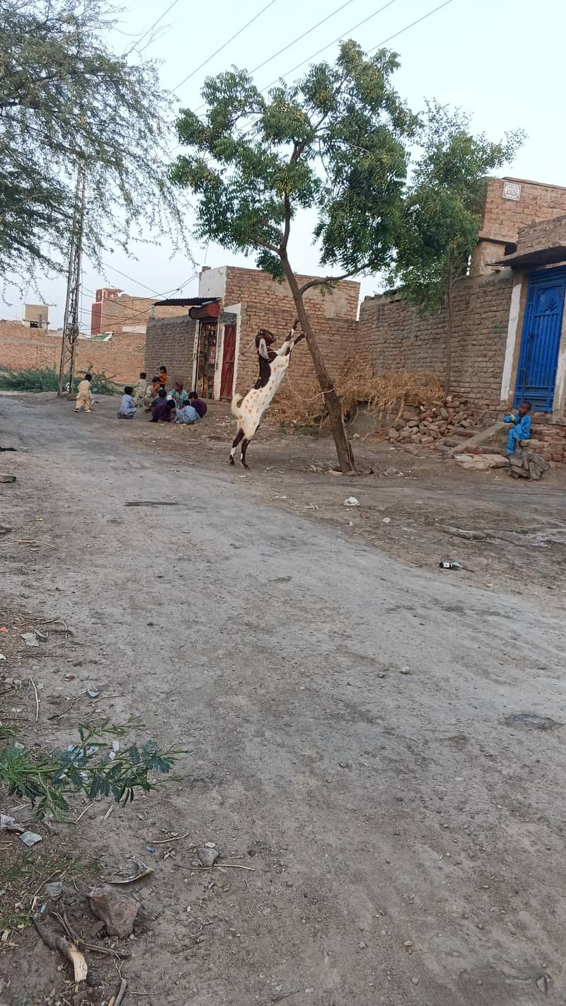 Desi bakra 1