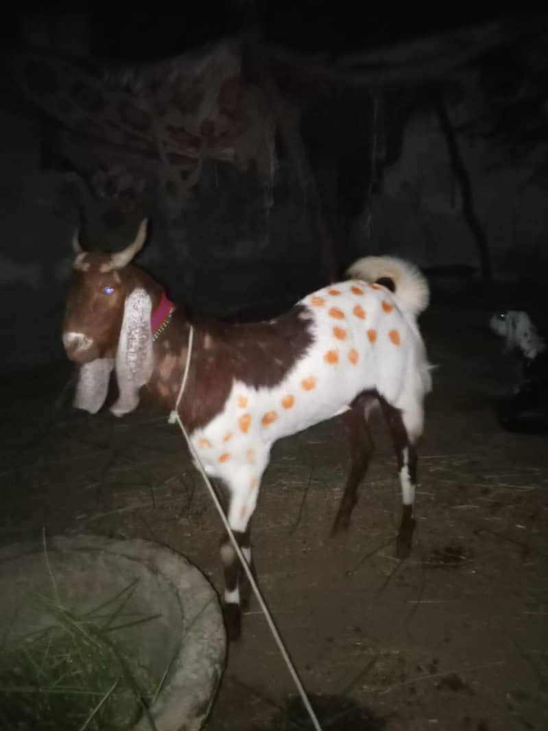 Desi bakra 2