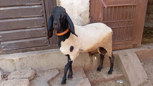 Dumba Jori for sell.