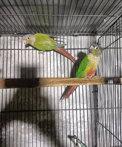 breeder pair