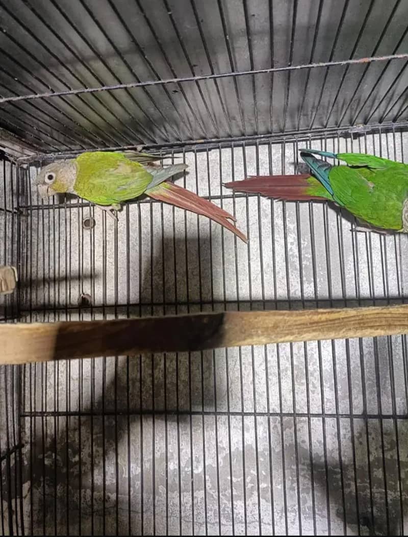 breeder pair 1