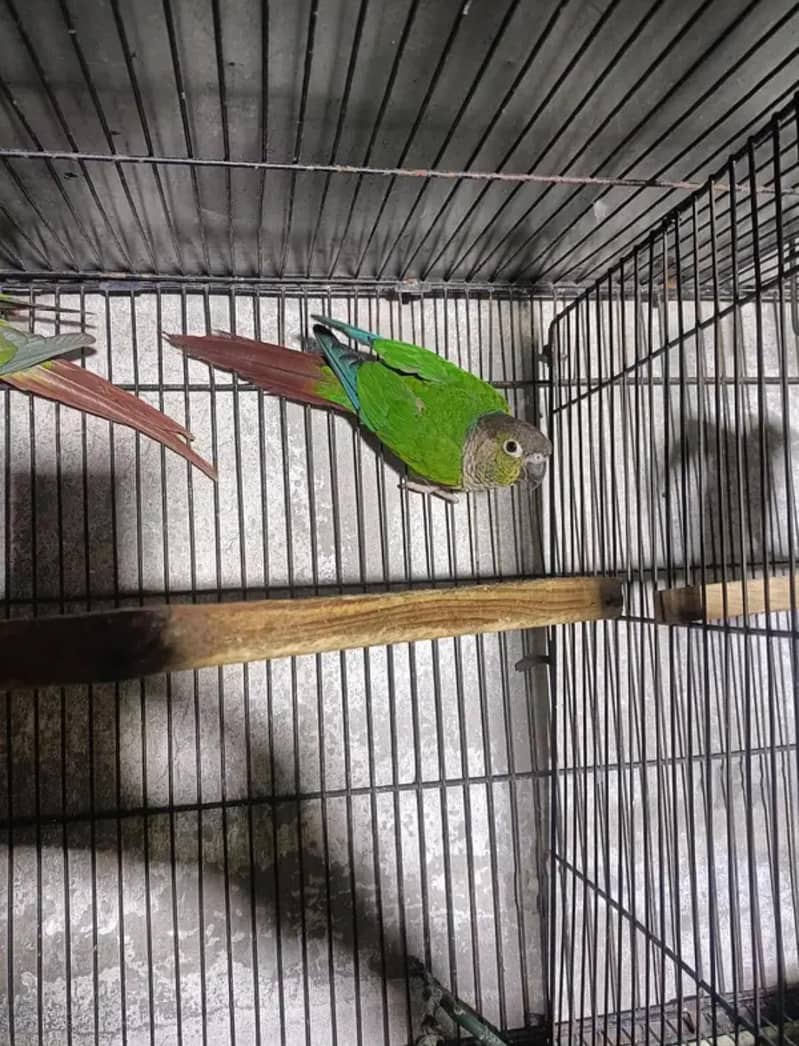 breeder pair 2