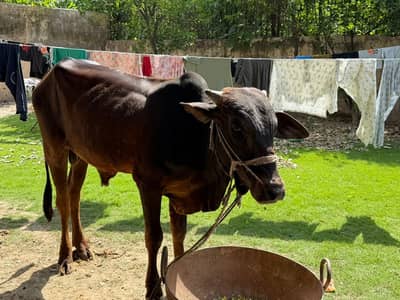 Sahilwa Wacha Chogha Brown For Sale
