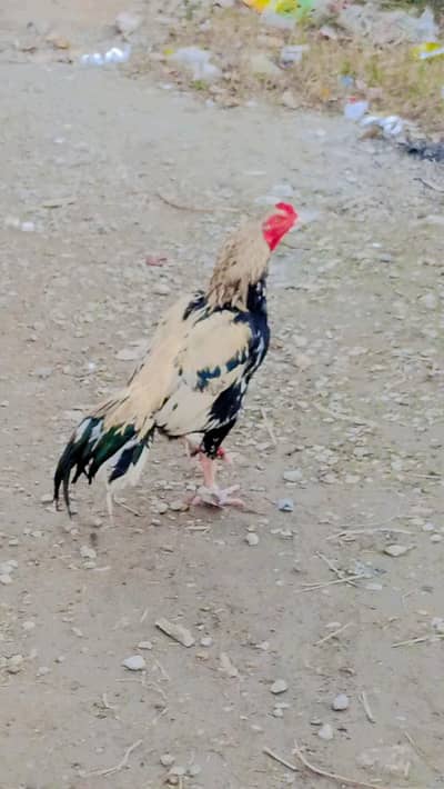 aseel murgha mianwali breed