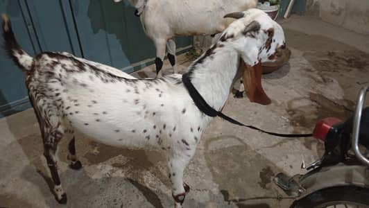 Bakra
