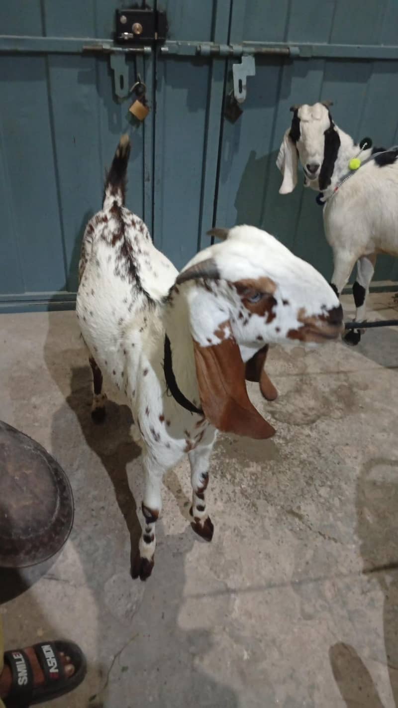 Bakra 1