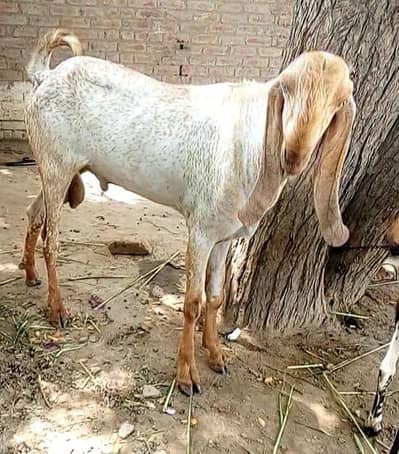 desi vittal argent for sale 4 Danton wala 0325,6137554