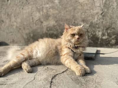 Persion male cat