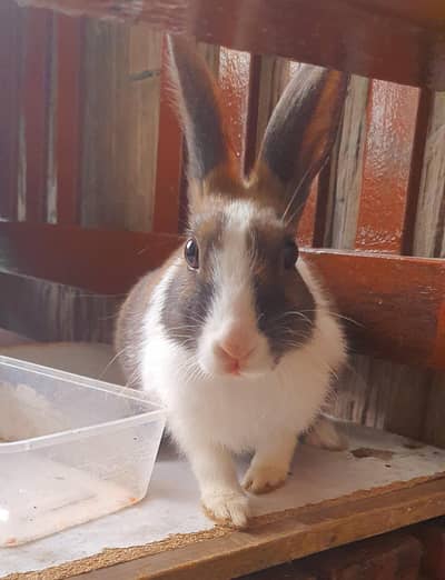 Brown color rabbit for sale