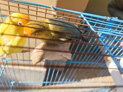 love birds three pairs