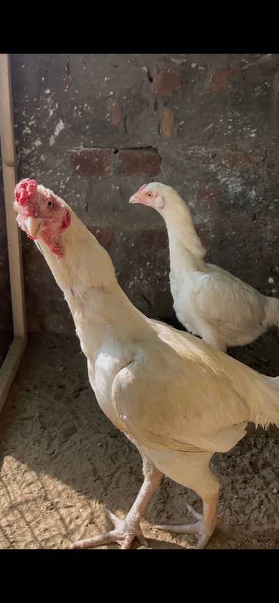 Hera aseel top quality with eggs