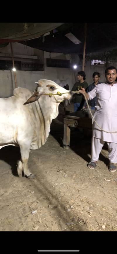 Cow bachra