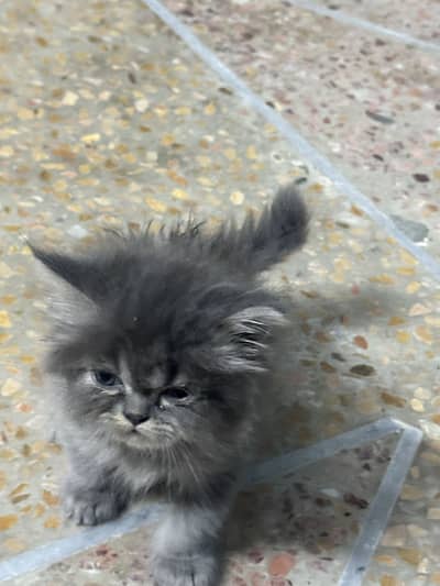 Kitten grey