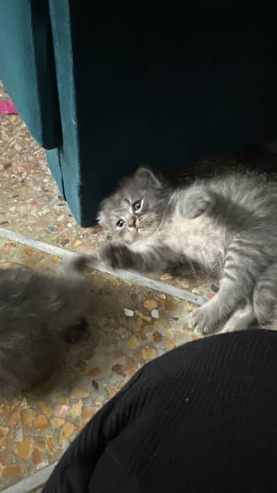Kitten grey