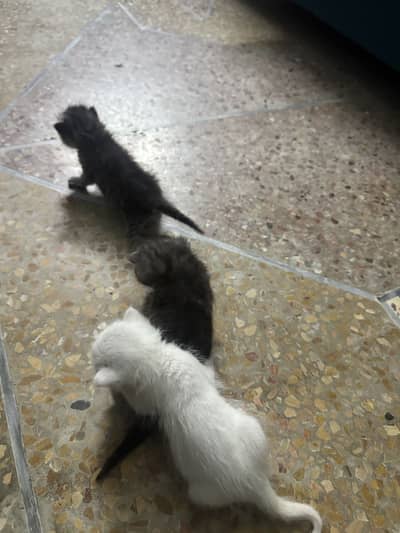 cat and kitten both available