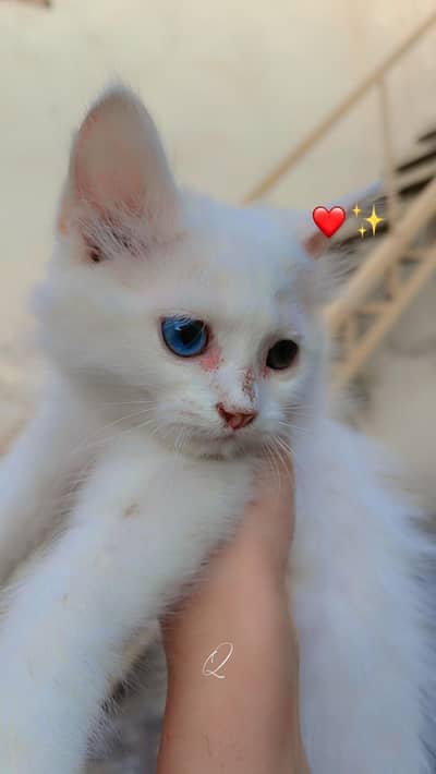 2 White and 1 Black cute Persian Cats