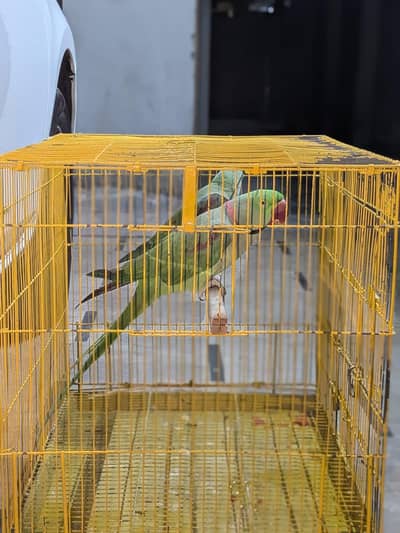 Jumbo size kashmiri Raw parrot / Breeder pair