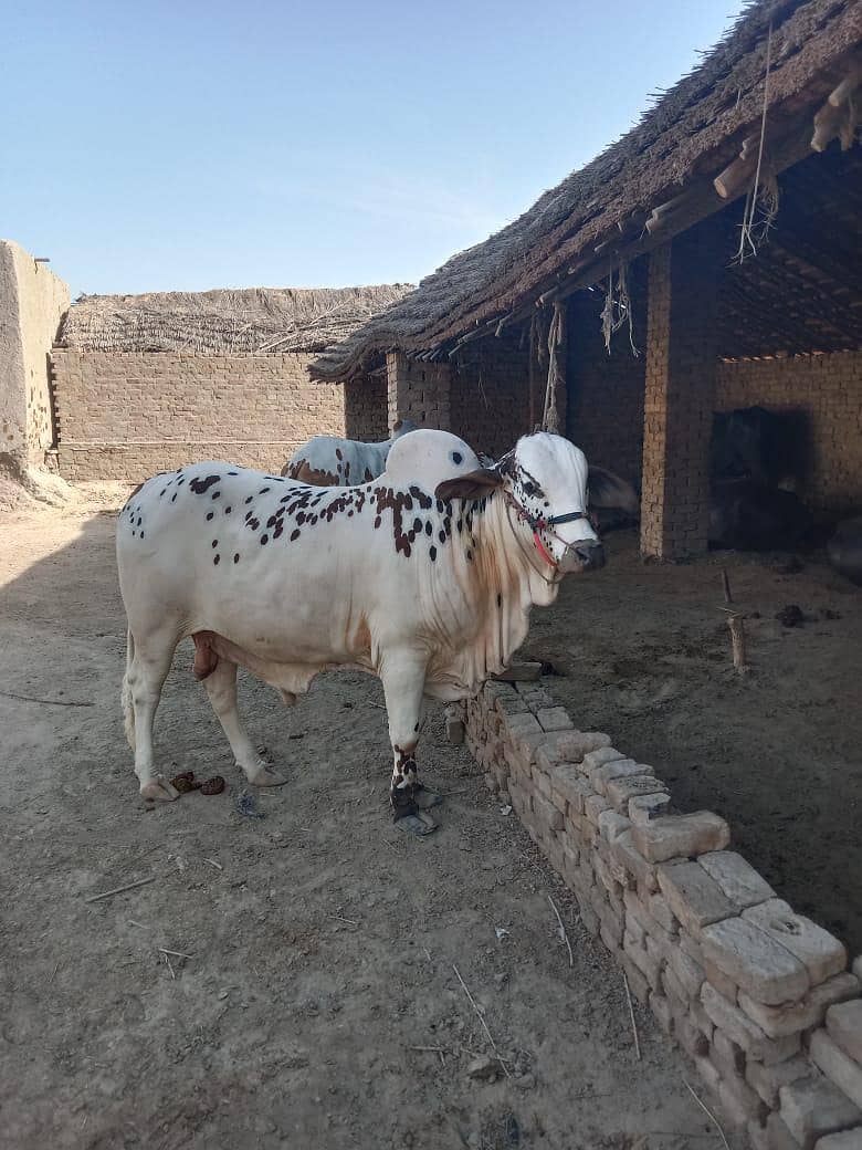 قربانی کے لیے 0