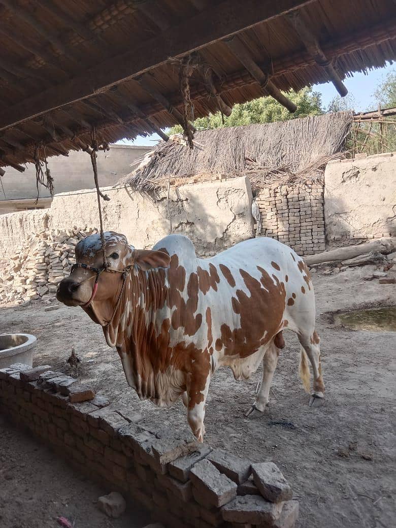 قربانی کے لیے 1