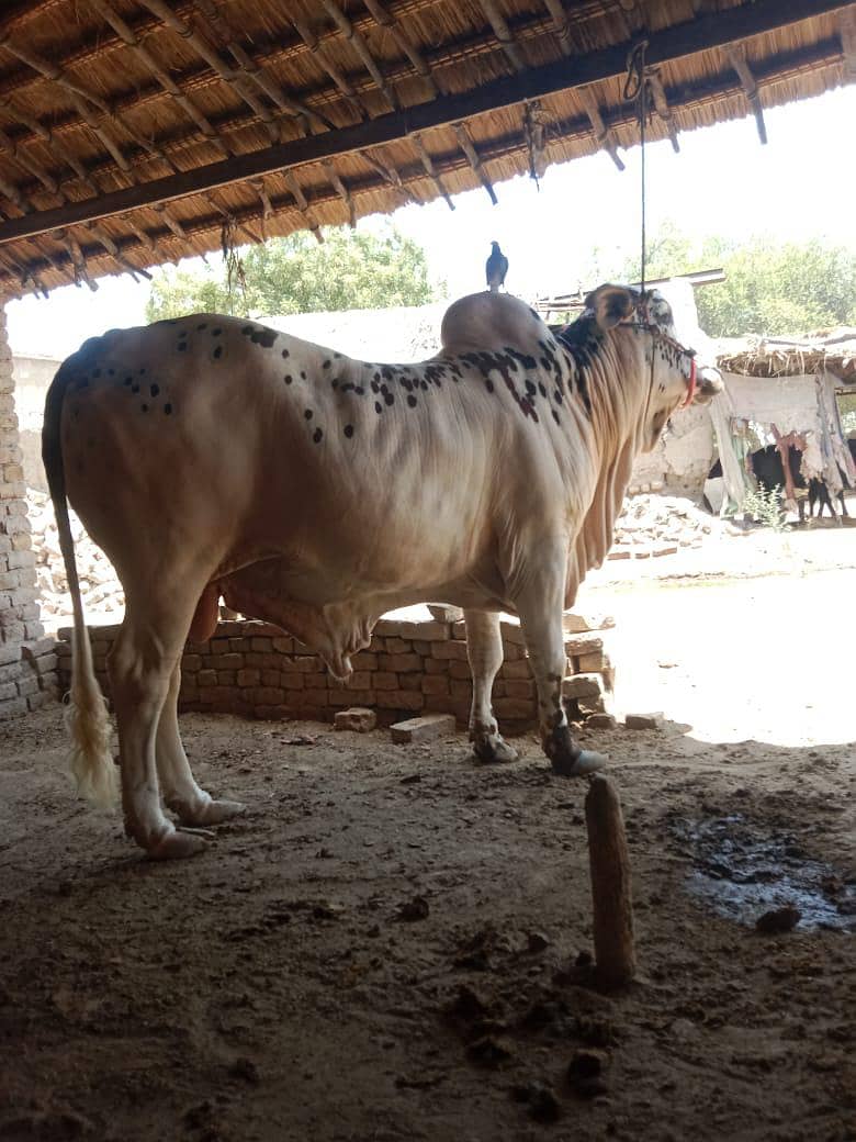 قربانی کے لیے 3