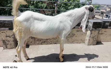 2 Dant bakra