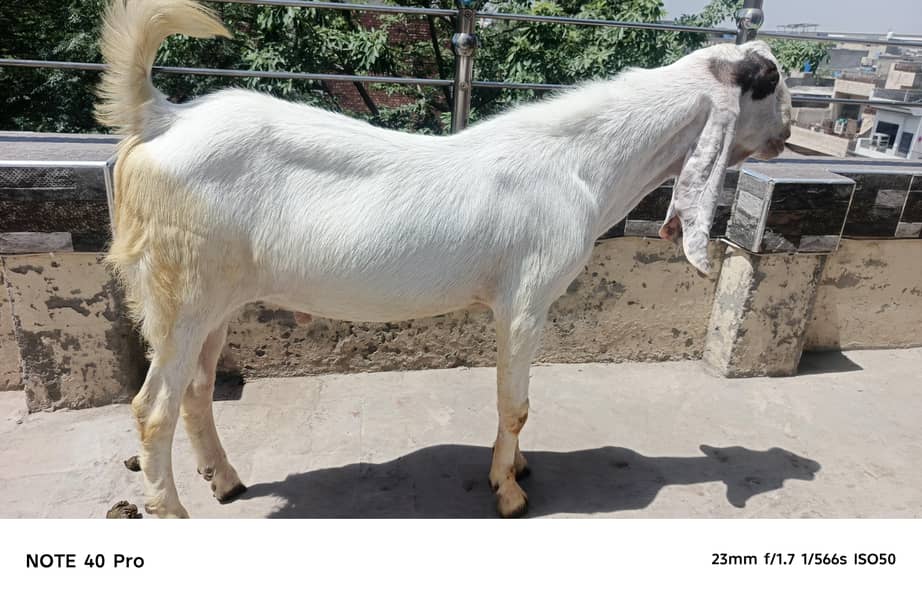 2 Dant bakra 0