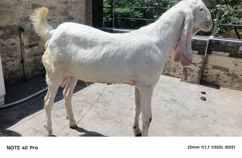 2 Dant bakra 1