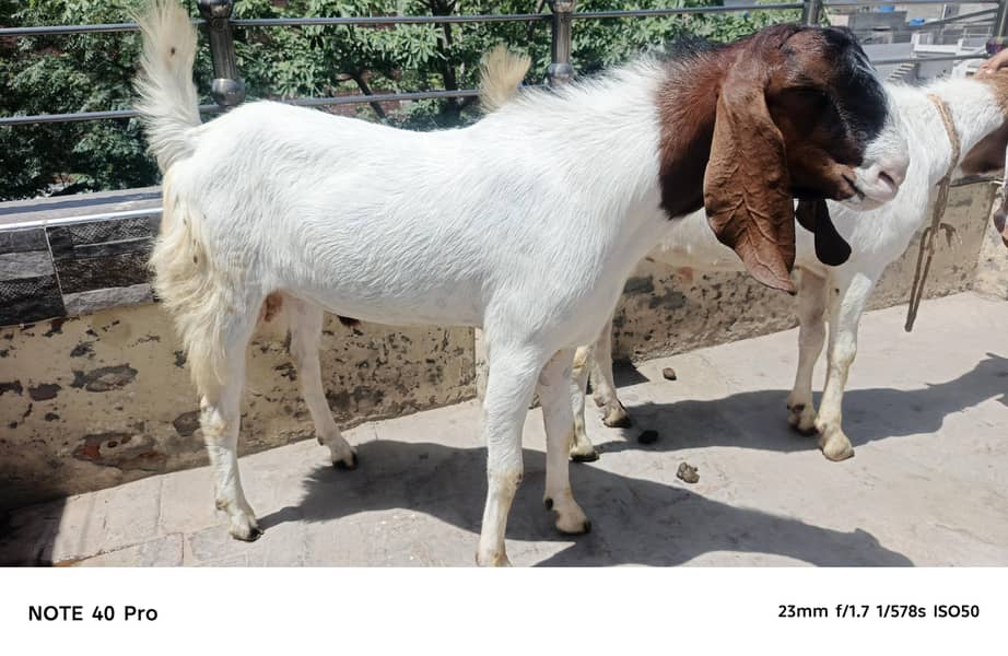 2 Dant bakra 2