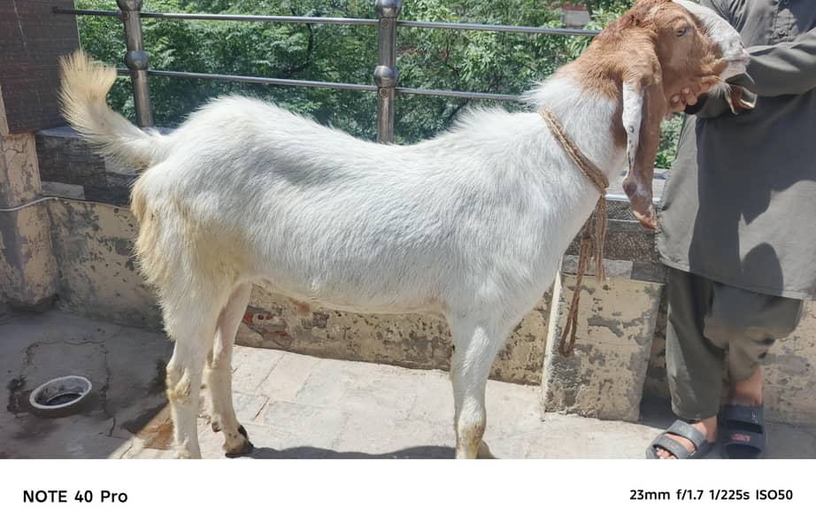 2 Dant bakra 3