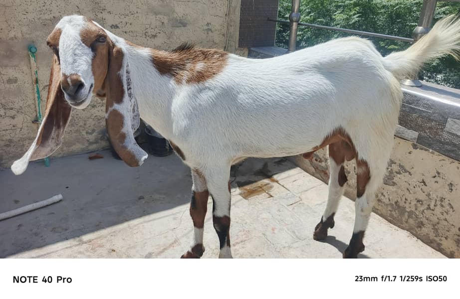 2 Dant bakra 4