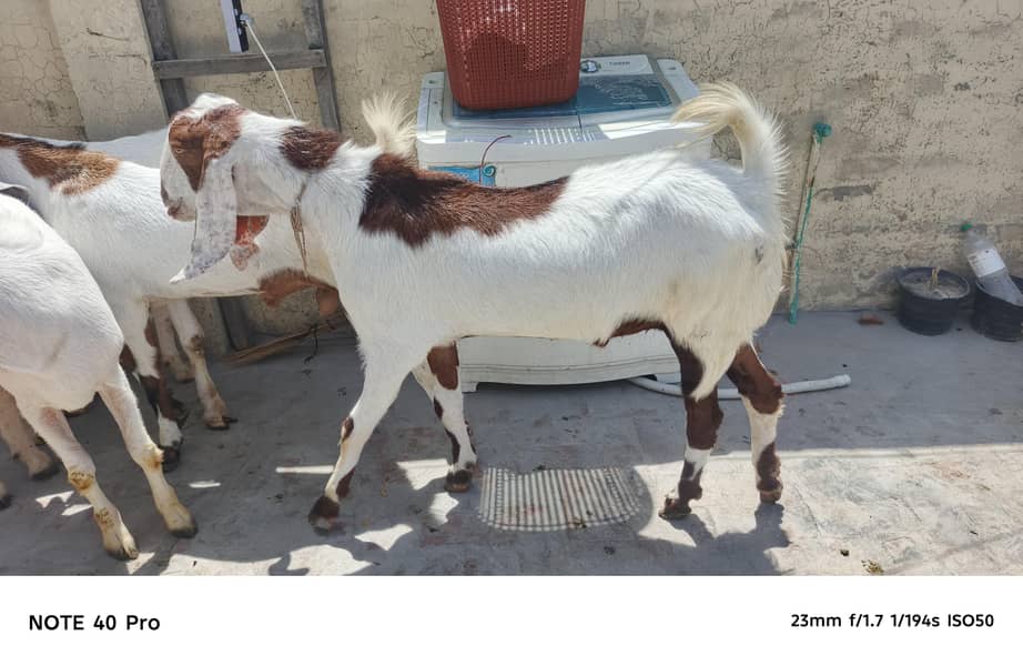 2 Dant bakra 5