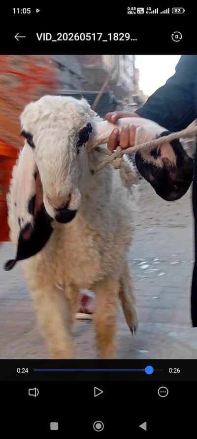 Chatra Sheep for sale