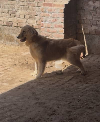 American golden retriver female