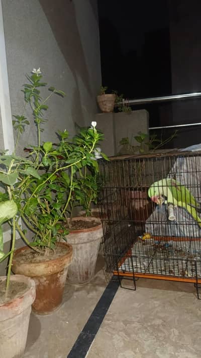 talking parrot for sale