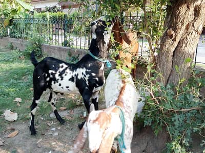 Donda Bakray For Qurbani 2026